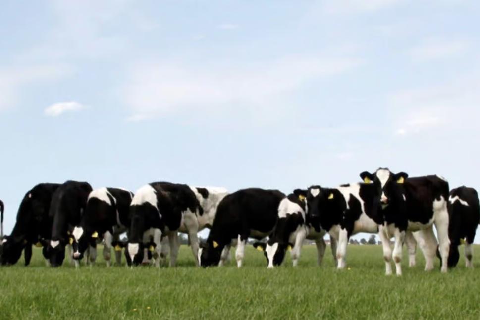 Software für den Handel mit Milch und Milchzutaten – Kopie 2